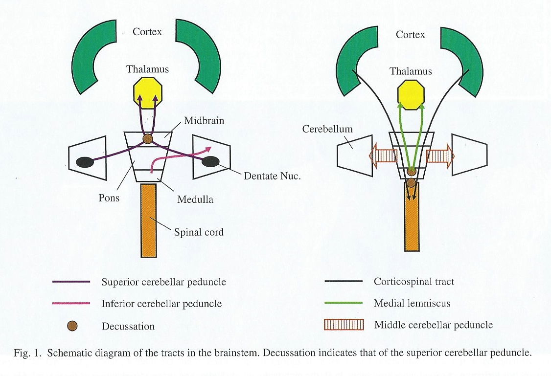 [[@oishi2010mri]](https://books.google.com/books?hl=en&lr=&id=v8MWjTpVUAYC&oi=fnd&pg=PT1&dq=mri+atlas+of+human+white+matter&ots=mV146PeNPd&sig=2HjnDc0IxdCj-EVap1Gr77XIw7U#v=onepage&q=mri%20atlas%20of%20human%20white%20matter&f=false), Chapter 3, Figure 1.