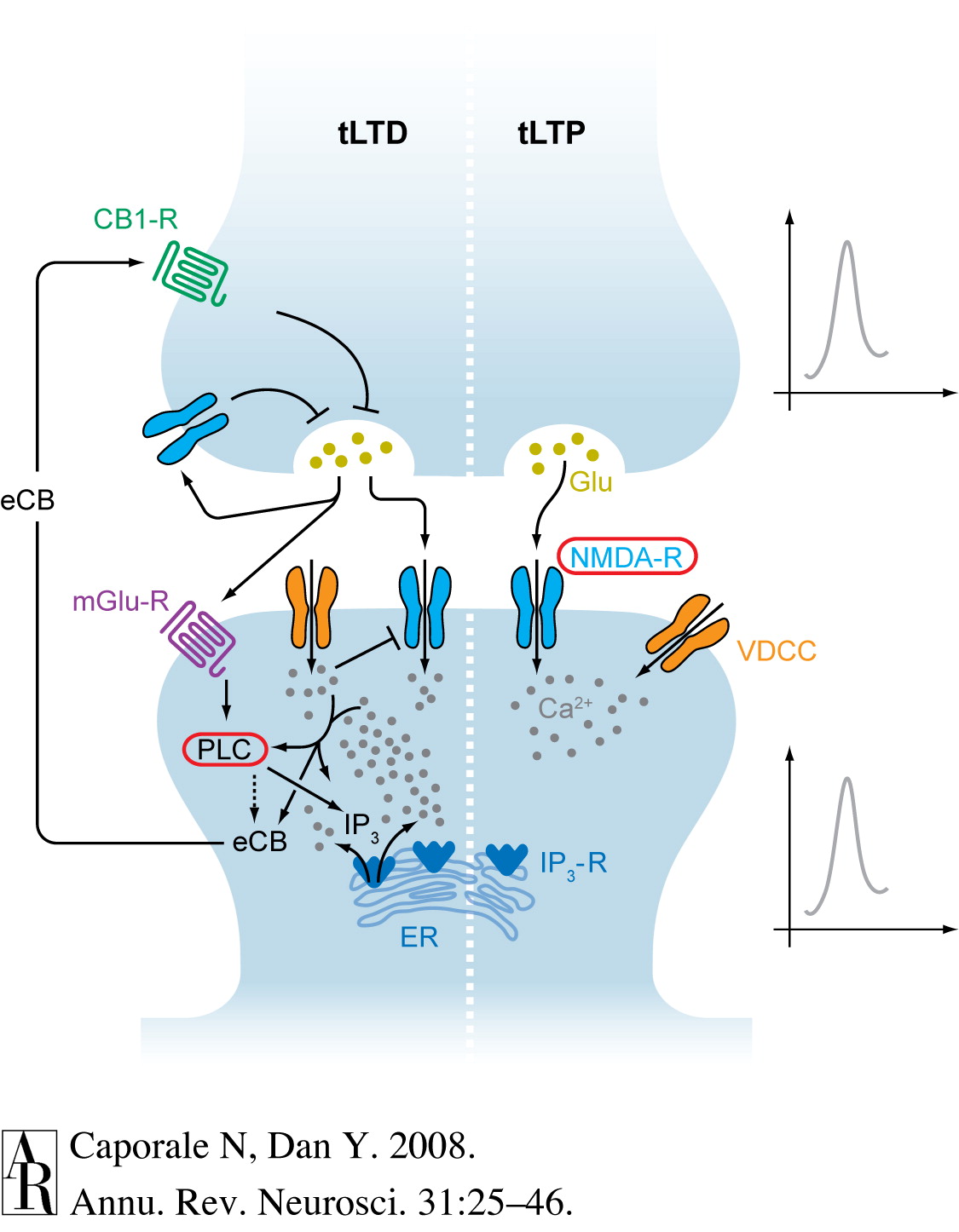 [[@caporale2008spike]](http://dx.doi.org/10.1146/annurev.neuro.31.060407.125639)