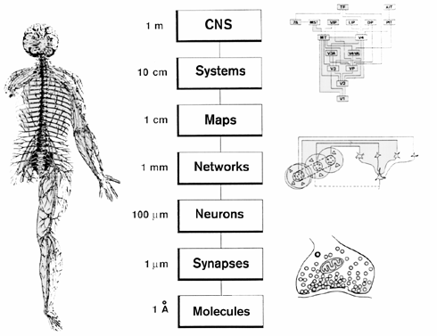 http://ai.ato.ms/MITECS/Images/churchland.figure1.gif