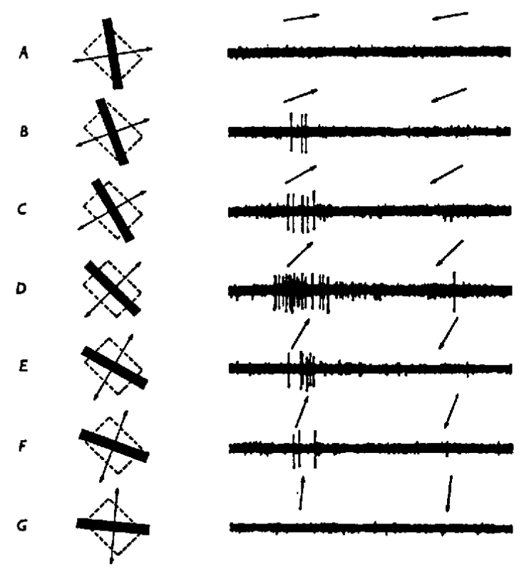 https://foundationsofvision.stanford.edu/wp-content/uploads/2012/02/dir.selective.png