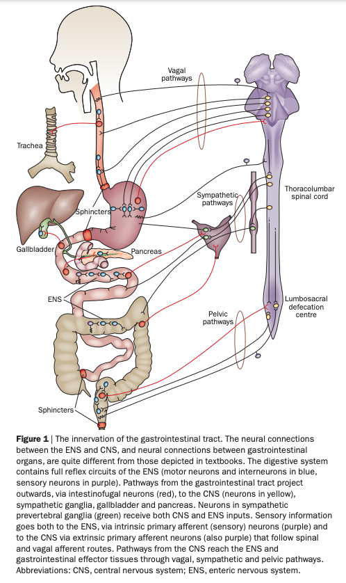 [[@Furness2012-dy]](http://dx.doi.org/10.1038/nrgastro.2012.32)