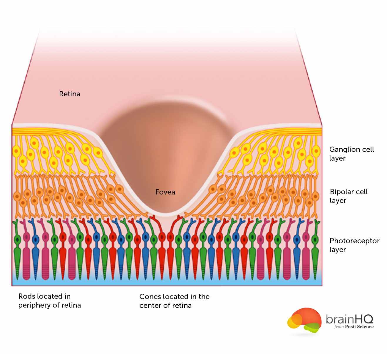 http://www.brainhq.com/sites/default/files/fovea.jpg