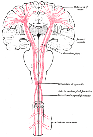 https://commons.wikimedia.org/wiki/File:Gray764.png#/media/File:Gray764.png