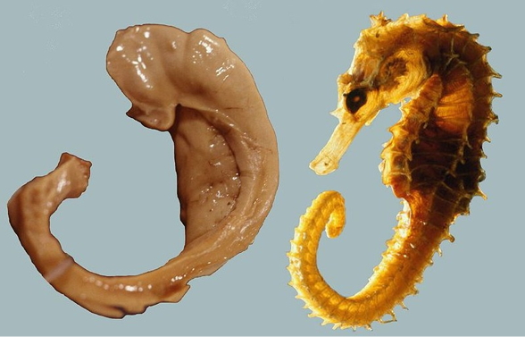 https://upload.wikimedia.org/wikipedia/commons/5/5b/Hippocampus_and_seahorse_cropped.JPG