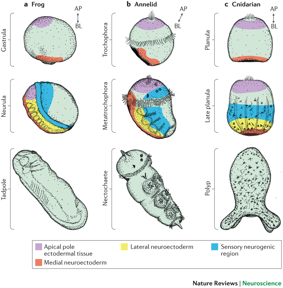 [[@arendt_nerve_2016]](http://doi.org/10.1038/nrn.2015.15)