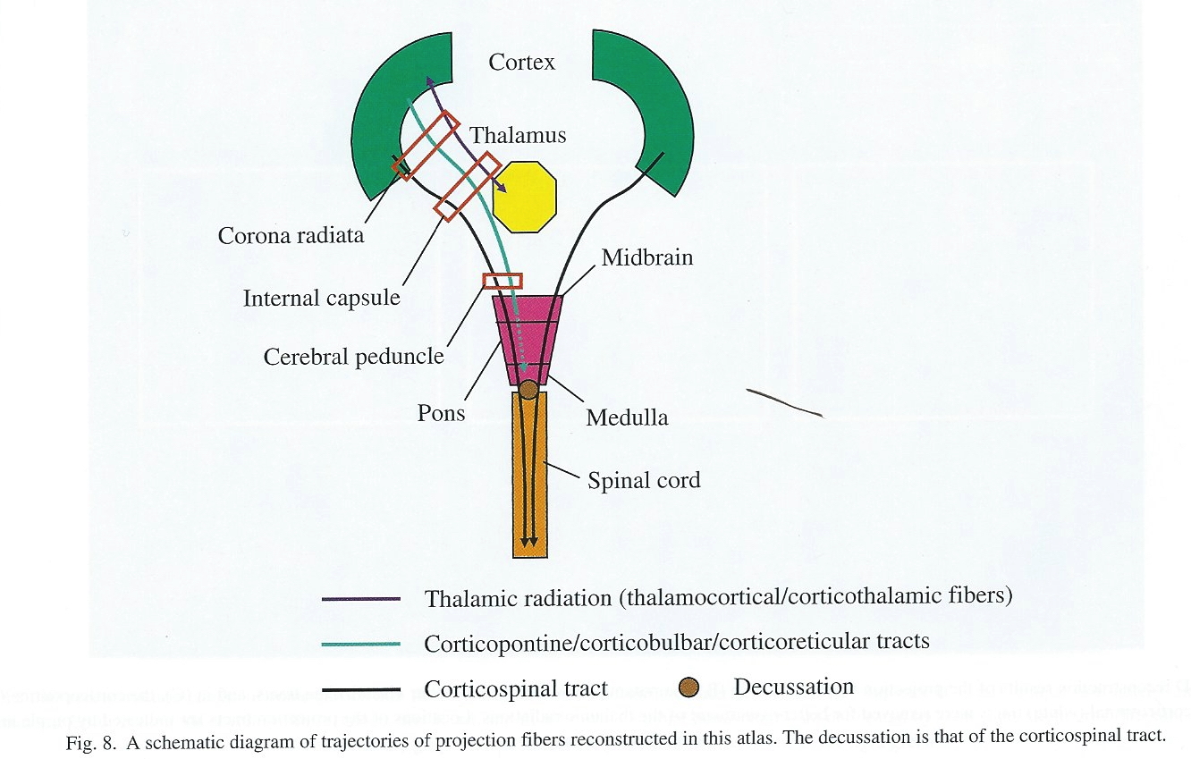 [[@oishi2010mri]](https://books.google.com/books?hl=en&lr=&id=v8MWjTpVUAYC&oi=fnd&pg=PT1&dq=mri+atlas+of+human+white+matter&ots=mV146PeNPd&sig=2HjnDc0IxdCj-EVap1Gr77XIw7U#v=onepage&q=mri%20atlas%20of%20human%20white%20matter&f=false), Chapter 3, Figure 8.