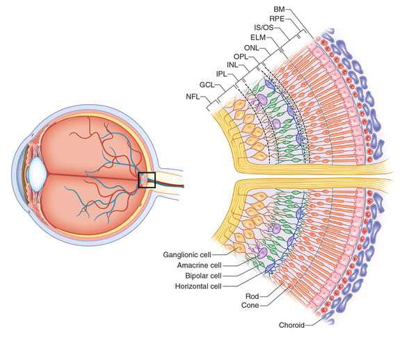 http://www.retinareference.com/anatomy/