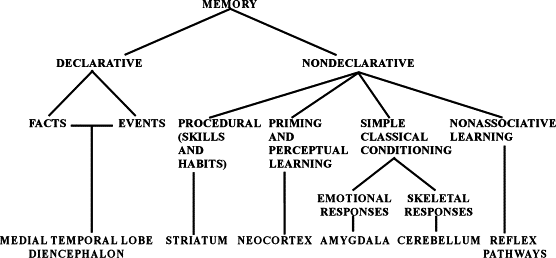 [[@squire_memory_2004]](http://dx.doi.org/10.1016/j.nlm.2004.06.005)