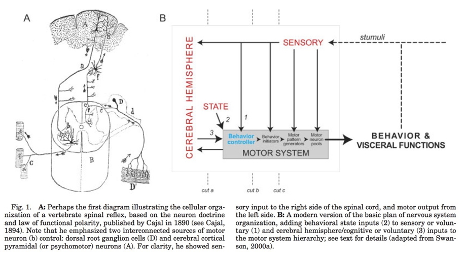 [[@swanson2005anatomy]](http://dx.doi.org10.1002/cne.20733)