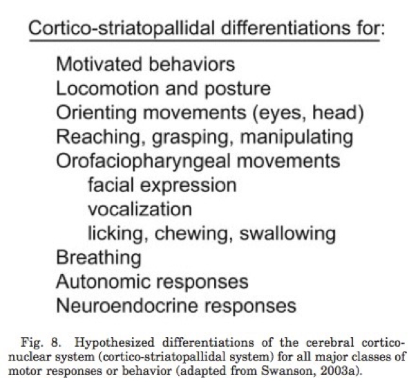 [[@swanson2005anatomy]](http://dx.doi.org10.1002/cne.20733)