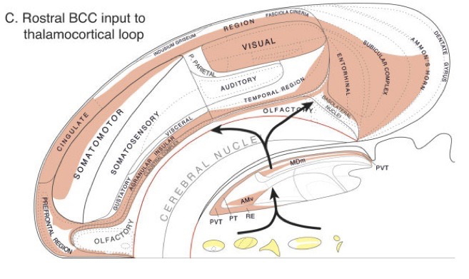 [[@swanson2005anatomy]](http://dx.doi.org10.1002/cne.20733)