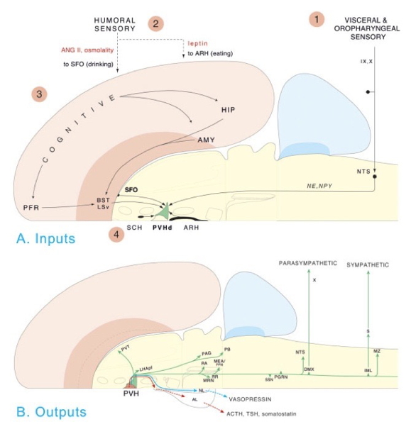 [[@swanson2005anatomy]](http://dx.doi.org10.1002/cne.20733)