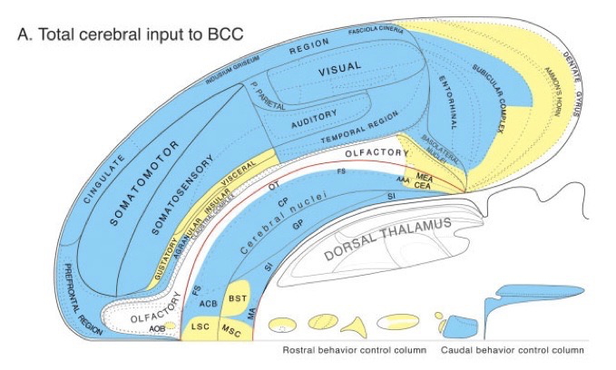 [[@swanson2005anatomy]](http://dx.doi.org10.1002/cne.20733)