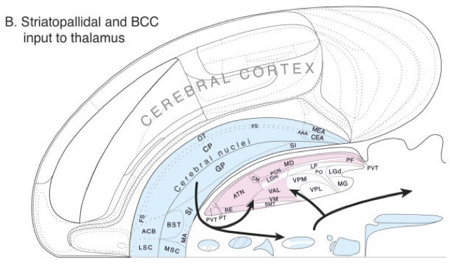 [[@swanson2005anatomy]](http://dx.doi.org10.1002/cne.20733)