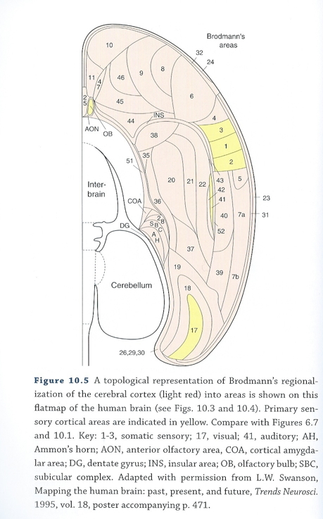 [[@swanson2012brain]](https://books.google.com/books?hl=en&lr=&id=tAk8Rr00kykC&oi=fnd&pg=PP2&dq=larry+swanson+book&ots=5F7nEnts45&sig=DJLKh5BF_8aVqpOdK28Qmh1wr5Q#v=onepage&q=larry%20swanson%20book&f=false)