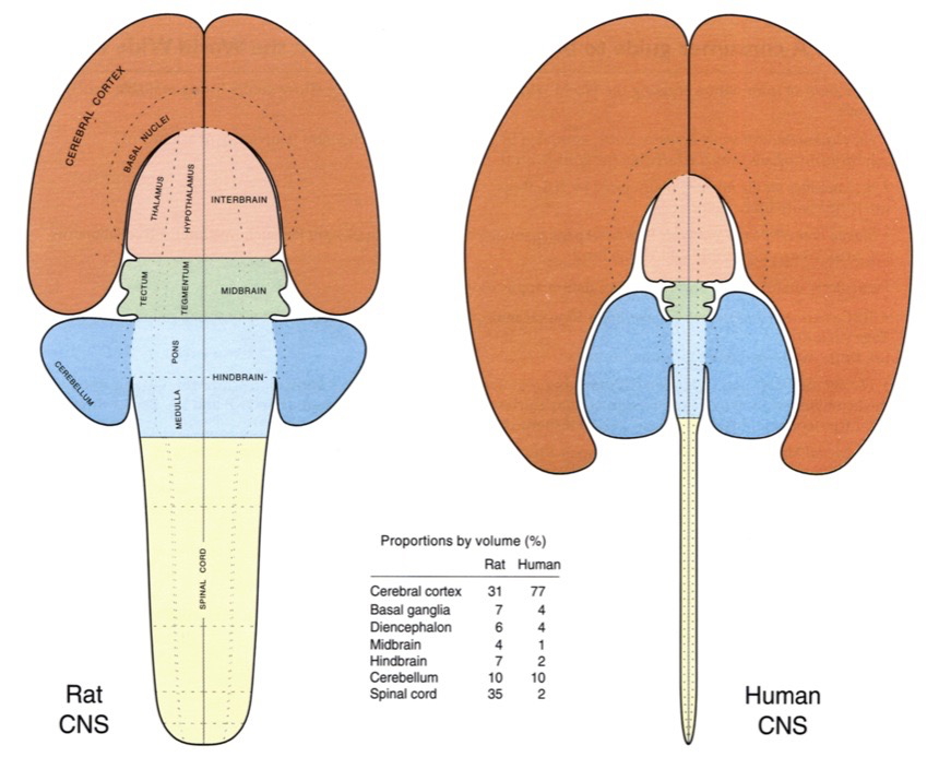 [[@swanson2012brain]](https://books.google.com/books?hl=en&lr=&id=tAk8Rr00kykC&oi=fnd&pg=PP2&dq=larry+swanson+book&ots=5F7nEnts45&sig=DJLKh5BF_8aVqpOdK28Qmh1wr5Q#v=onepage&q=larry%20swanson%20book&f=false)