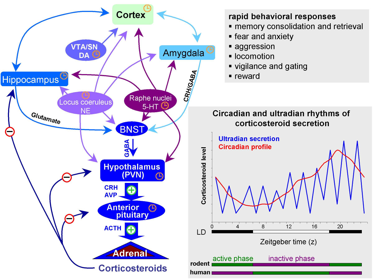 http://www.molecularbrain.com/content/figures/1756-6606-3-2-1-l.jpg