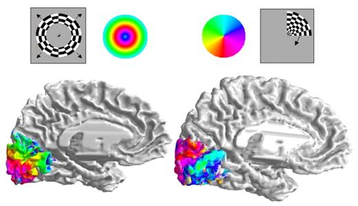 fMRI data about retinotopy in V1 from [[@dougherty_visual_2003]](https://doi.org/10.1167/3.10.1)