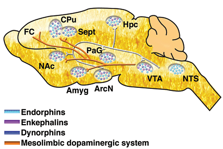 [@clapp-niaa](http://pubs.niaaa.nih.gov/publications/arh314/310-339.htm)