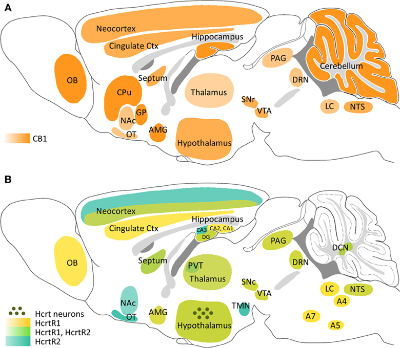 [@flores_cannabinoid-hypocretin_2013](http://dx.doi.org/10.3389/fnins.2013.00256)