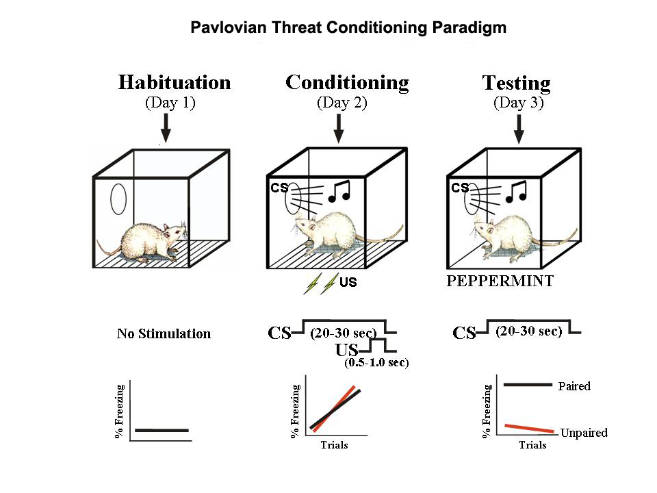 http://www.cns.nyu.edu/labs/ledouxlab/images/image_research/fear_conditioning.jpg