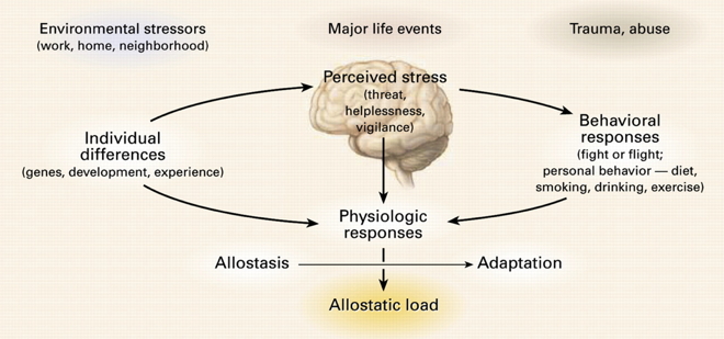 [@mcewen_physiology_2007](http://dx.doi.org/10.1152/physrev.00041.2006)