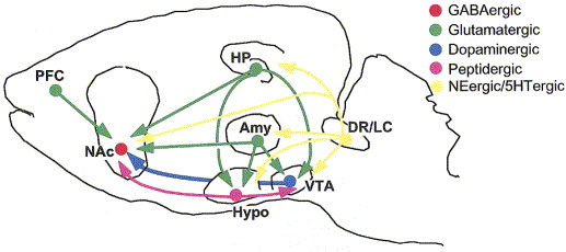 [@nestler2006mesolimbic](http://dx.doi.org/10.1016/j.biopsych.2005.09.018)