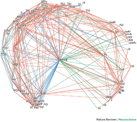 Figure from [@pessoa_relationship_2008](http://dx.doi.org/10.1038/nrn2317)